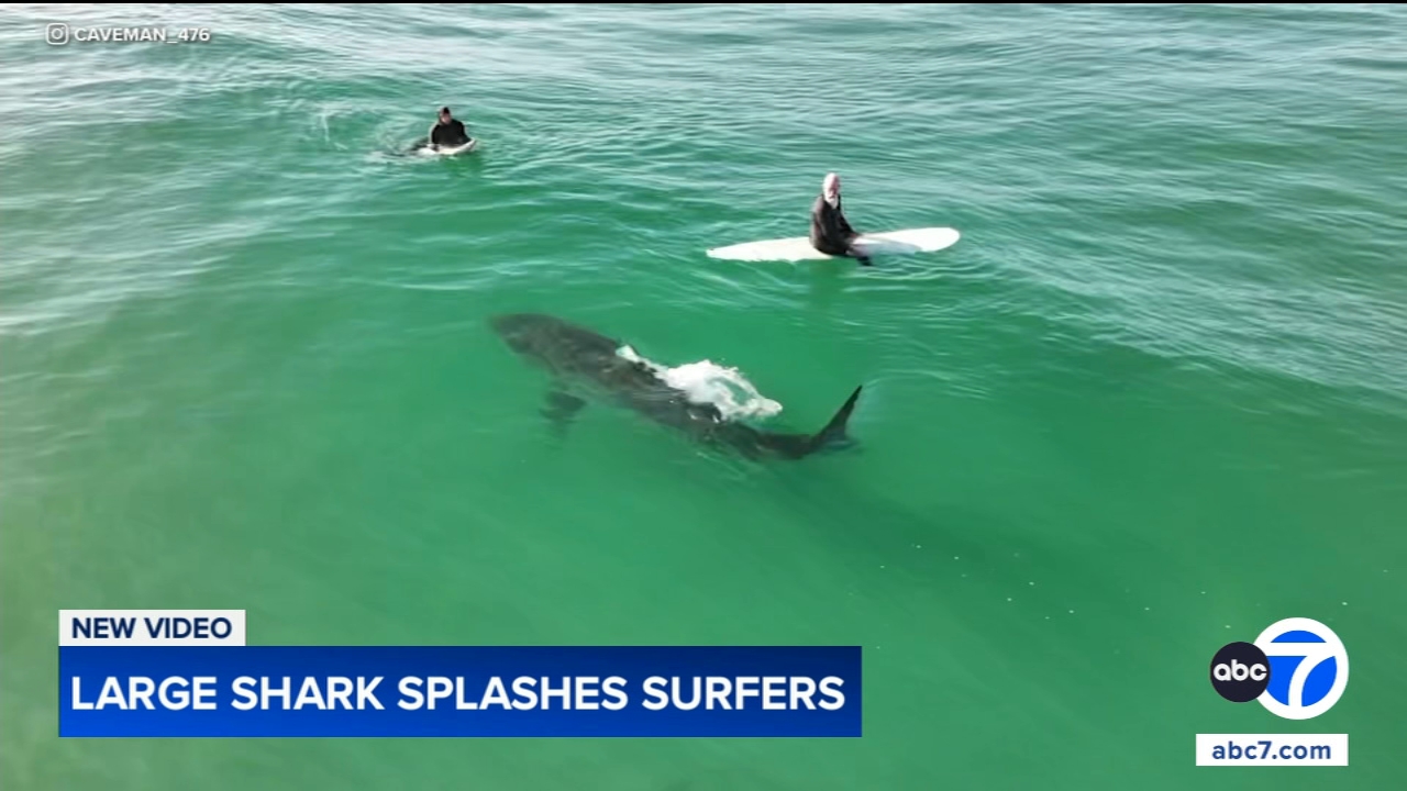 Shark swims near surfers, splashes one with its tail in close encounter off California coast, video shows
       — East Hampton Sports news